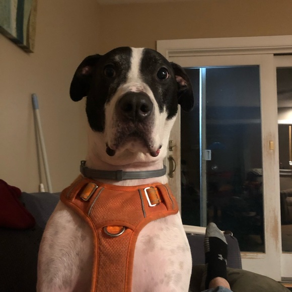 Meet your Posher, Ryan - Picture 3 of 3